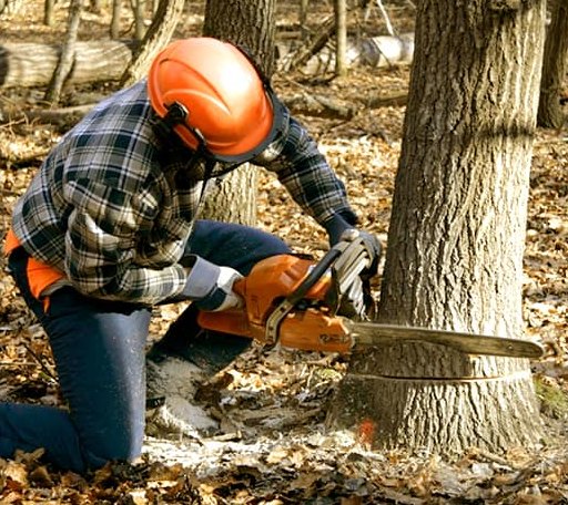 Tree Removal in Blanchard, OK